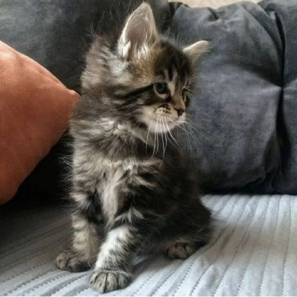 Maine coon cuccioli