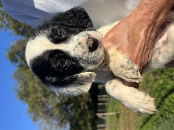 Vendita cuccioli di Setter Inglese | Foto 5