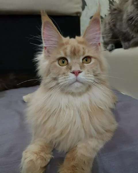 Maine Coon disponibili