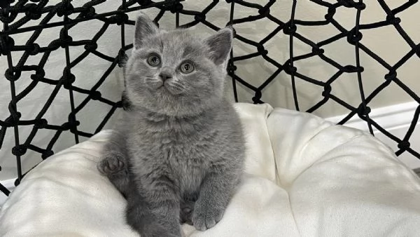 Cuccioli British Shorthair