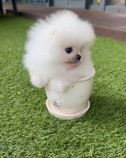 Splendido Pomerania da tazza da tè