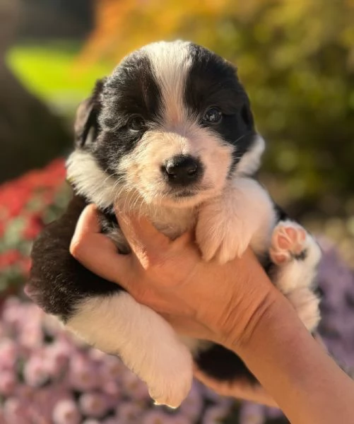 Cucciolata di Border Collie con Pedigree