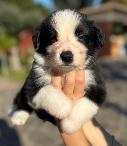 Cucciolata di Border Collie con Pedigree | Foto 5