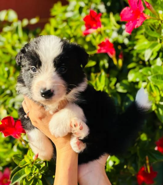 Cucciolata di Border Collie con Pedigree | Foto 4