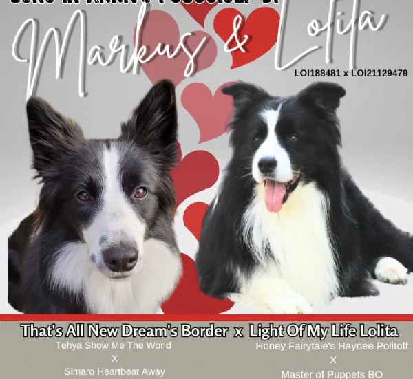 Cucciolata di Border Collie con Pedigree | Foto 3