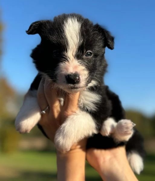 Cucciolata di Border Collie con Pedigree | Foto 1