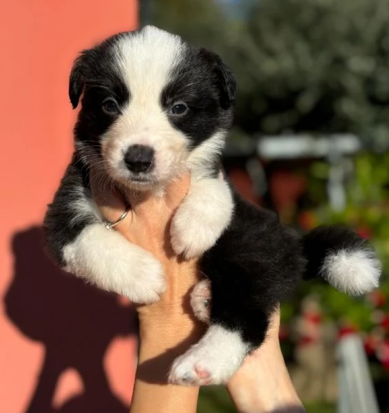 Cucciolata di Border Collie con Pedigree | Foto 0