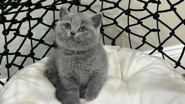 BELLISSIMI Gatti British shorthair