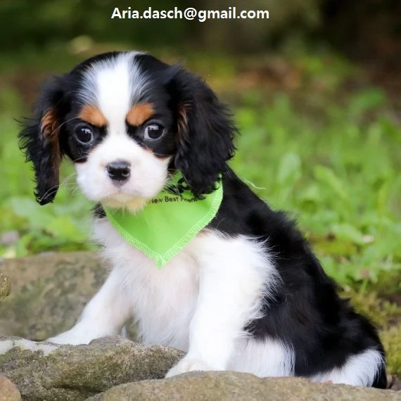  regalo cavalier king cuccioli meravigliosi !  nati in casa da nostri esemplari ipertipici carattere