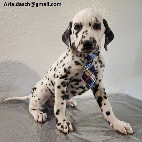 Regalo CUCCIOLI LABRADOR BELLISSIMI CUCCIOLI DI LABRADOR  DI PRIMA SCELTA IN PRONTA CONSEGNA MICROCI