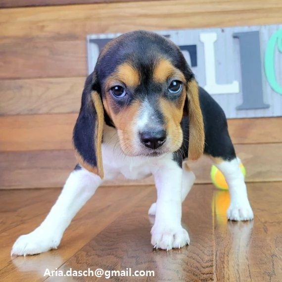 Beagle cuccioli cuccioli di Beagle disponibili. i piccoli verranno ceduti dopo i 70 giorni dalla nas