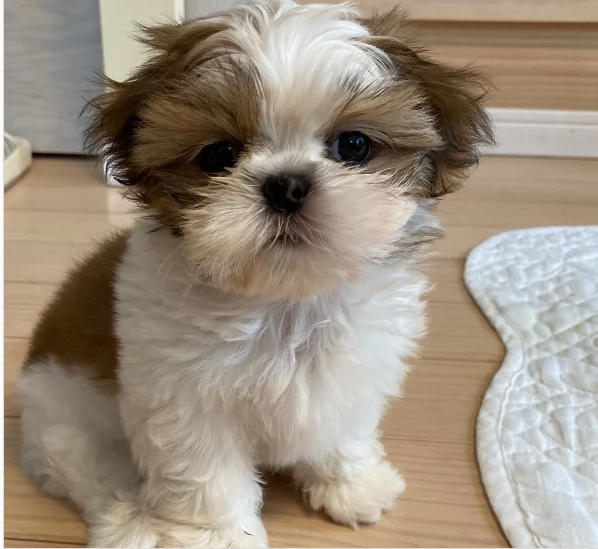 Bellissimi cuccioli di Shih tzu in miniatura in vendita