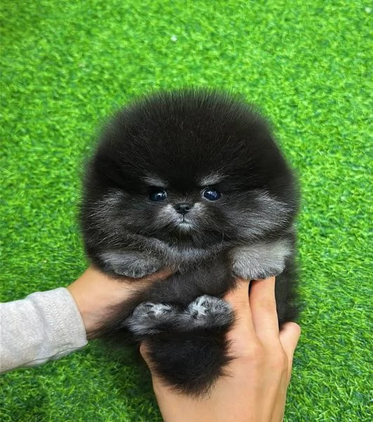 Pomeranian