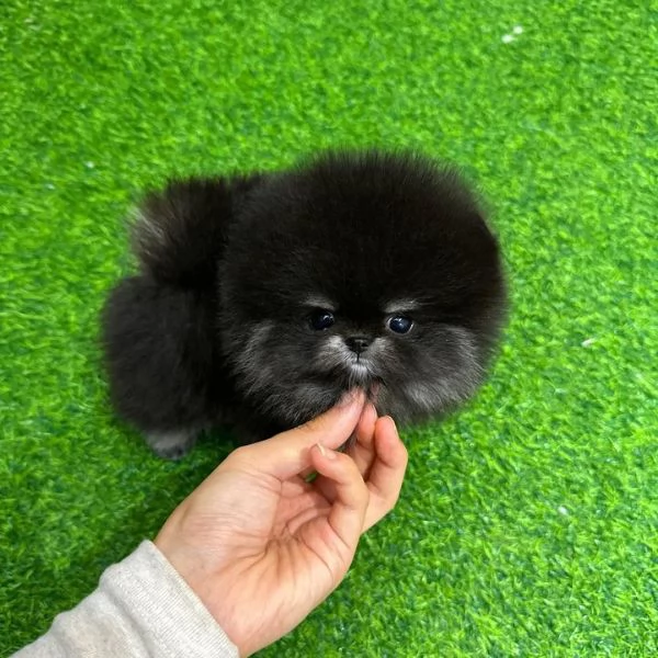 Pomeranian | Foto 1