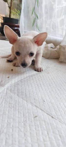 Cuccioli di Chihuahua 