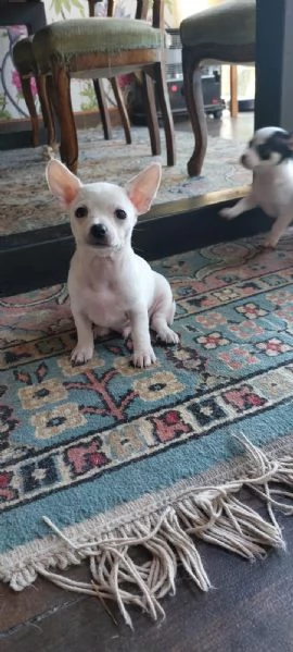 Cuccioli di Chihuahua  | Foto 1