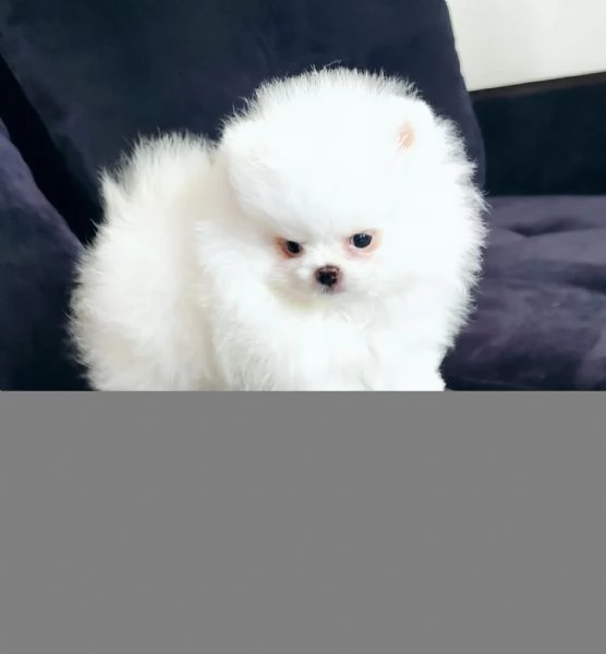 Cuccioli POMERANIA toy