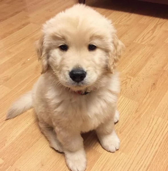 Cuccioli di Golden Retriever