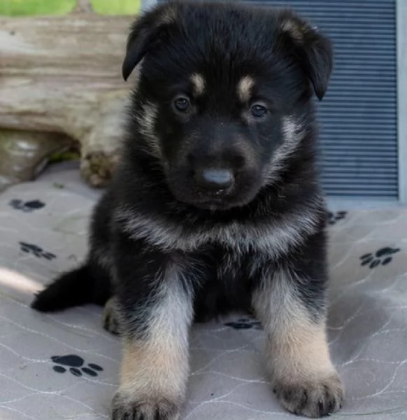 Cuccioli di pastore tedesco cercano una nuova casa