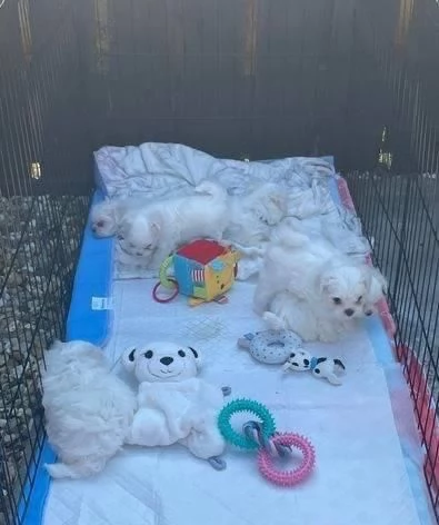 Maltese toy cuccioli | Foto 4