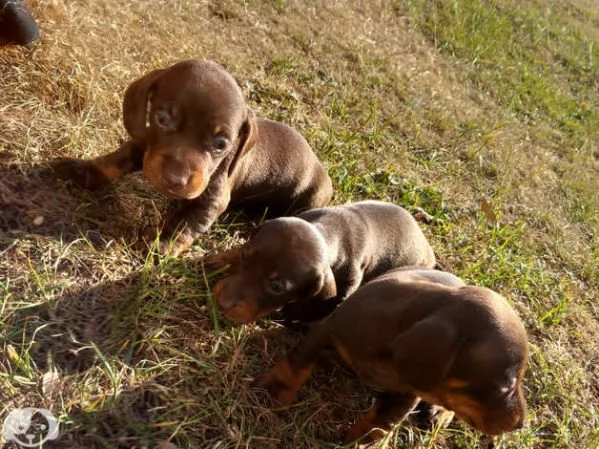 Cuccioli di Bassotto | Foto 3