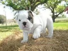 Disponibili bellissimi cuccioli di bulldog inglese