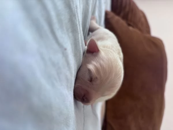 Vendo cuccioli di chihuahua  | Foto 6