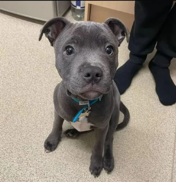 Bellissimi cuccioli di Staffordshire Terrier