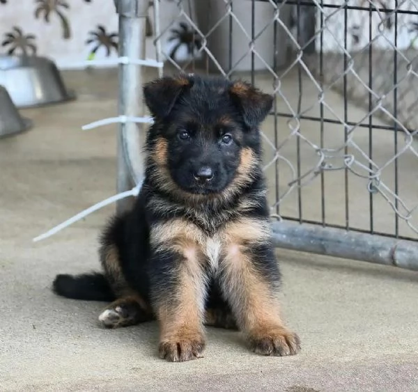 Cuccioli sani di pastore tedesco per nuove case/famiglie | Foto 0