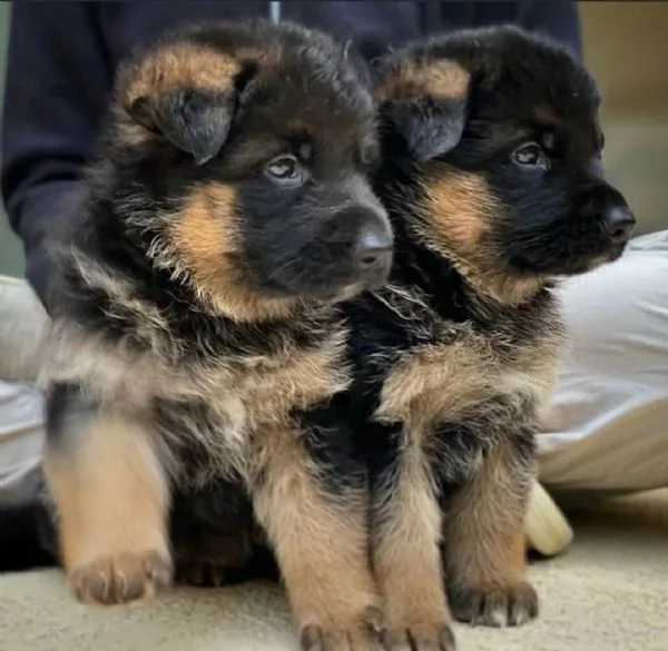 Cuccioli sani di pastore tedesco per nuove case/famiglie