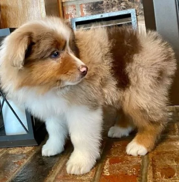 Cuccioli di Australian Shepherd registrati