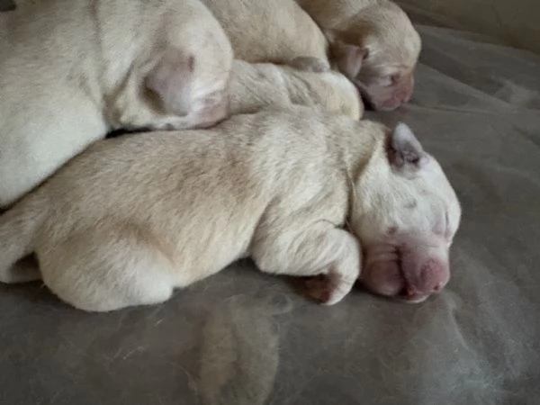 Vendita Cuccioli Labrador Retriver 