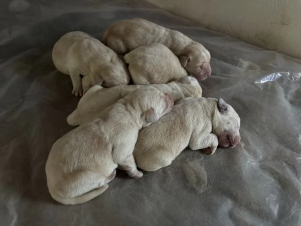 Vendita Cuccioli Labrador Retriver  | Foto 3