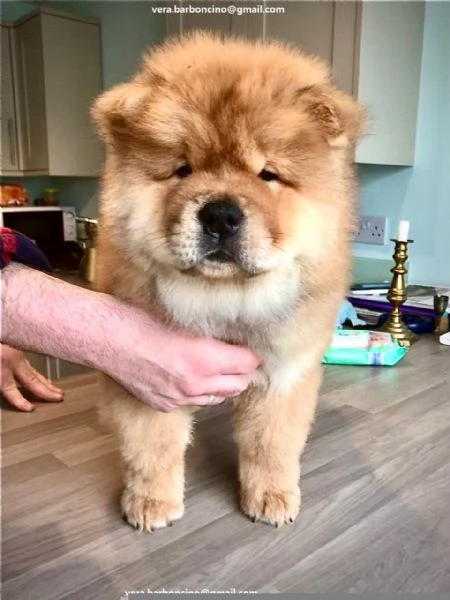 Regalo Bianchi cuccioli di Chow Chow Cuccioli di Chow Chow bianchi / crema - molto belli! Maschi e f