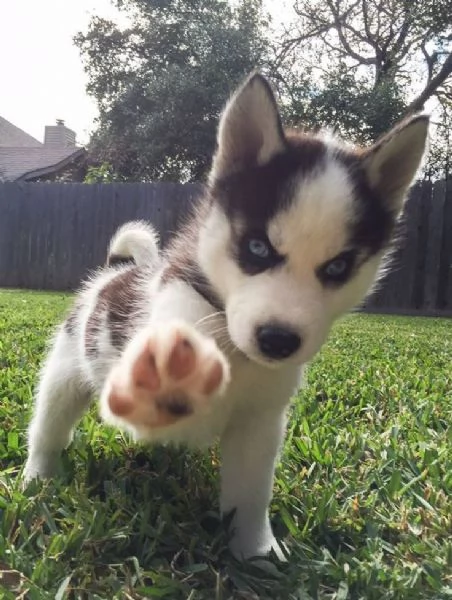 Regalo Siberian Husky cuccioli, maschio e femmina contatto con me via e-mail