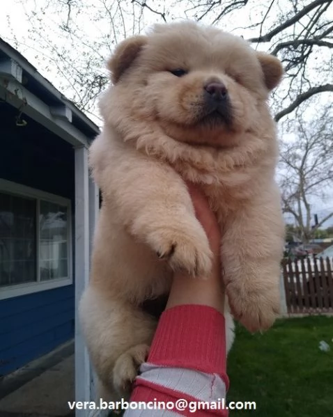 Regalo Bianchi cuccioli di Chow Chow Cuccioli di Chow Chow bianchi / crema - molto belli! Maschi e f