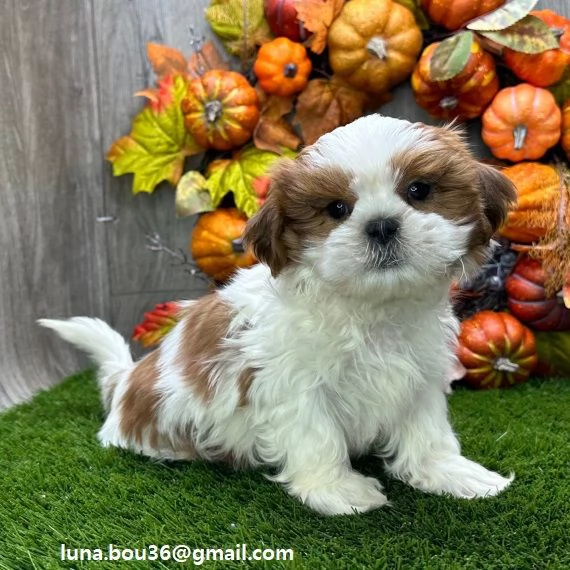 Regalo cuccioli di shitzu meraviglioso il musetto degli shih tzu maschio e femmina tutti completamen