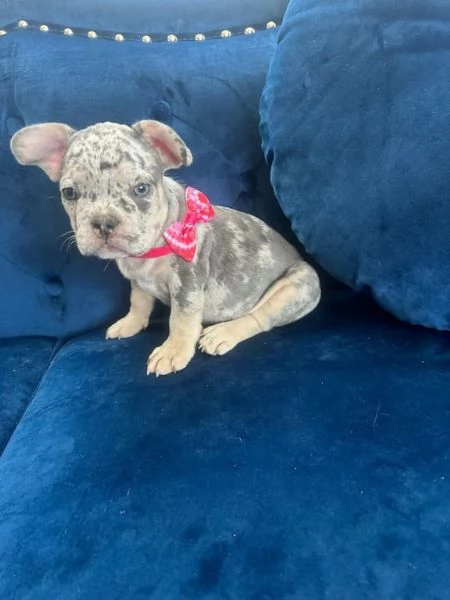 Cuccioli di bulldog francese disponibili per l'adozione | Foto 0