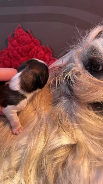 Vendesi cuccioli di shih tzu | Foto 3