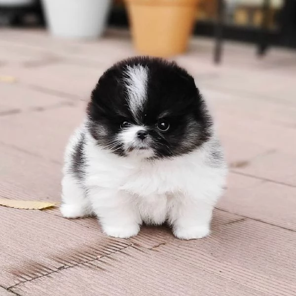 Cuccioli di Pomerania Teacup | Foto 1