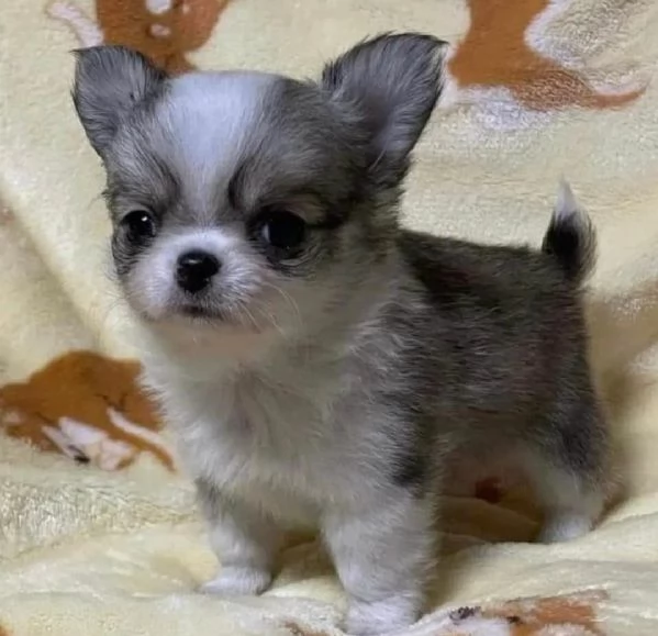 Cuccioli di chihuahua Teacup | Foto 1