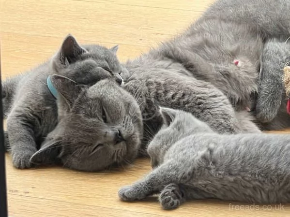 Gattini British Shorthair maschi e femmine | Foto 0