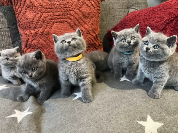 Gattini British Shorthair maschi e femmine