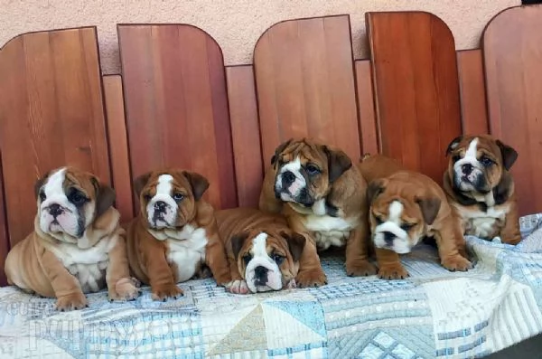 Vendita cucciolo Cuccioli di bulldog | Foto 1