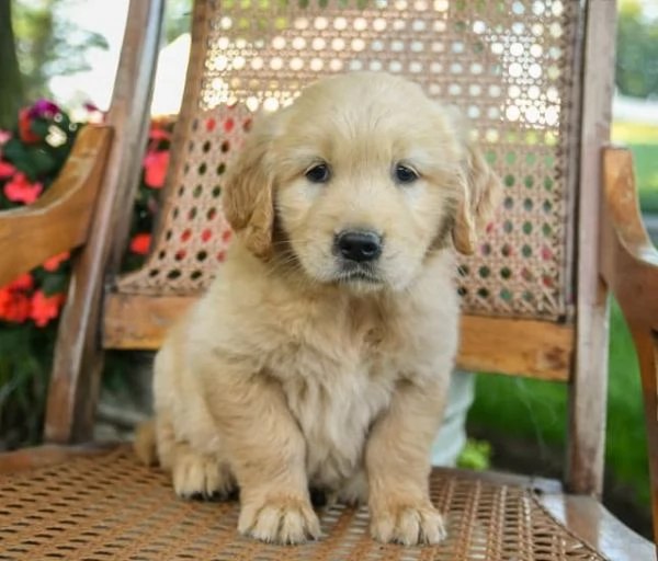 Vendita cucciolo Vendita Cuccioli Labrador Retriver  | Foto 0