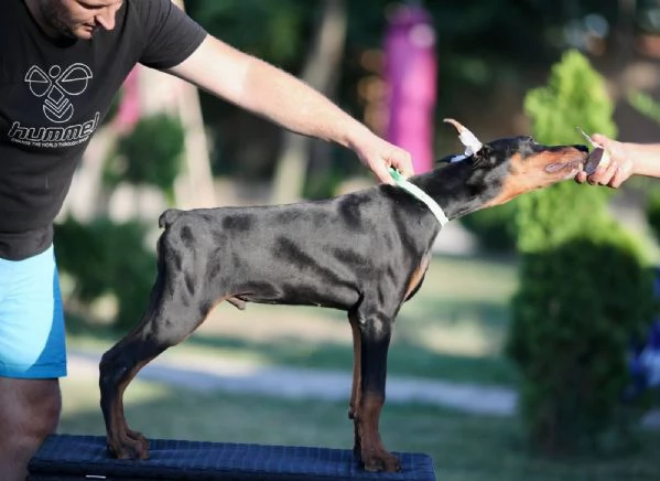 Cuccioli di Dobermann | Foto 6