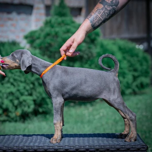 Cuccioli di Dobermann | Foto 5