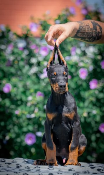 Cuccioli di Dobermann | Foto 4