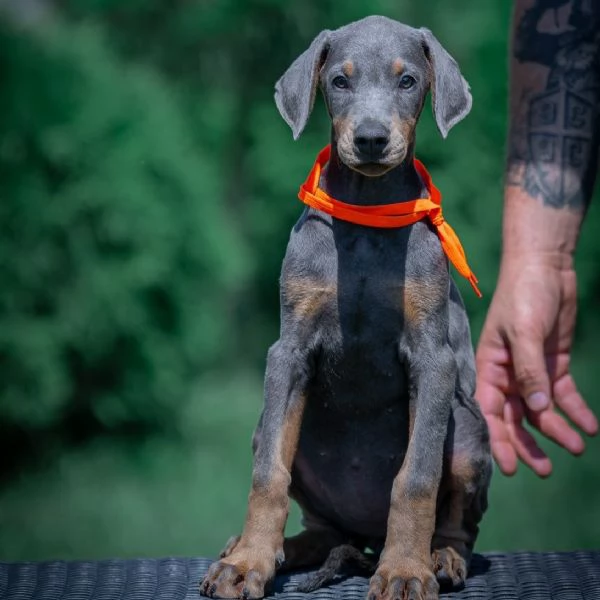 Cuccioli di Dobermann | Foto 3