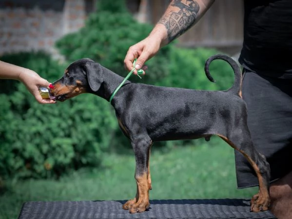 Cuccioli di Dobermann